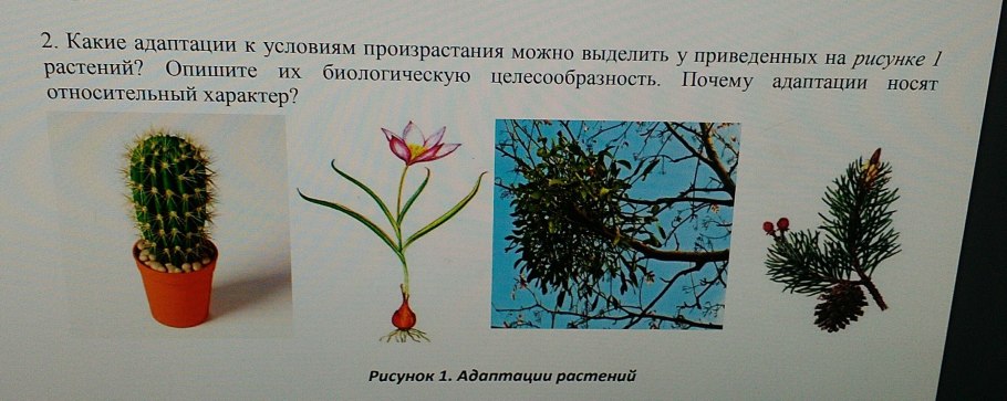 Водоросли нимфея