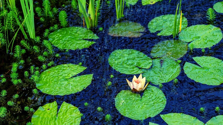 Водяная лилия кувшинка