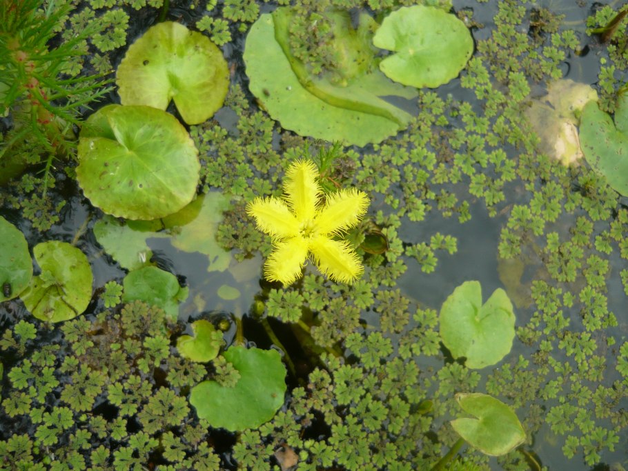 Гидатофиты водные растения