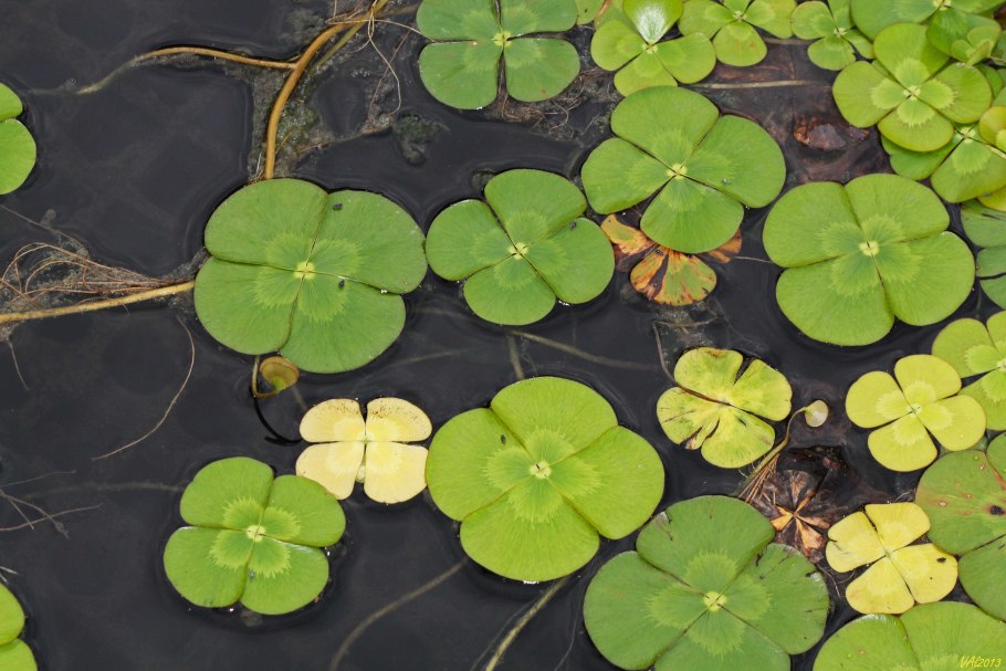 Китайские водные растения