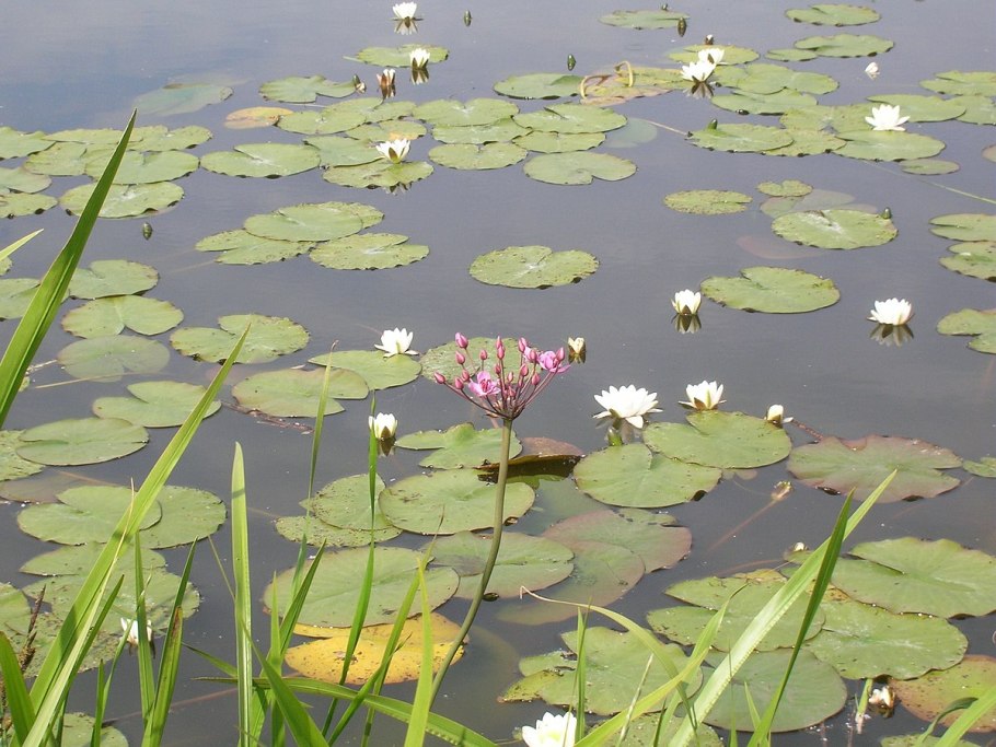 Белоснежная кувшинка корневище