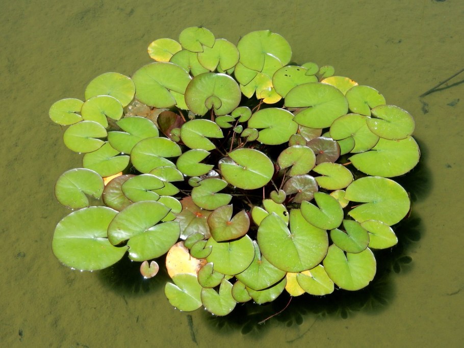 Водные растения гидрофиты