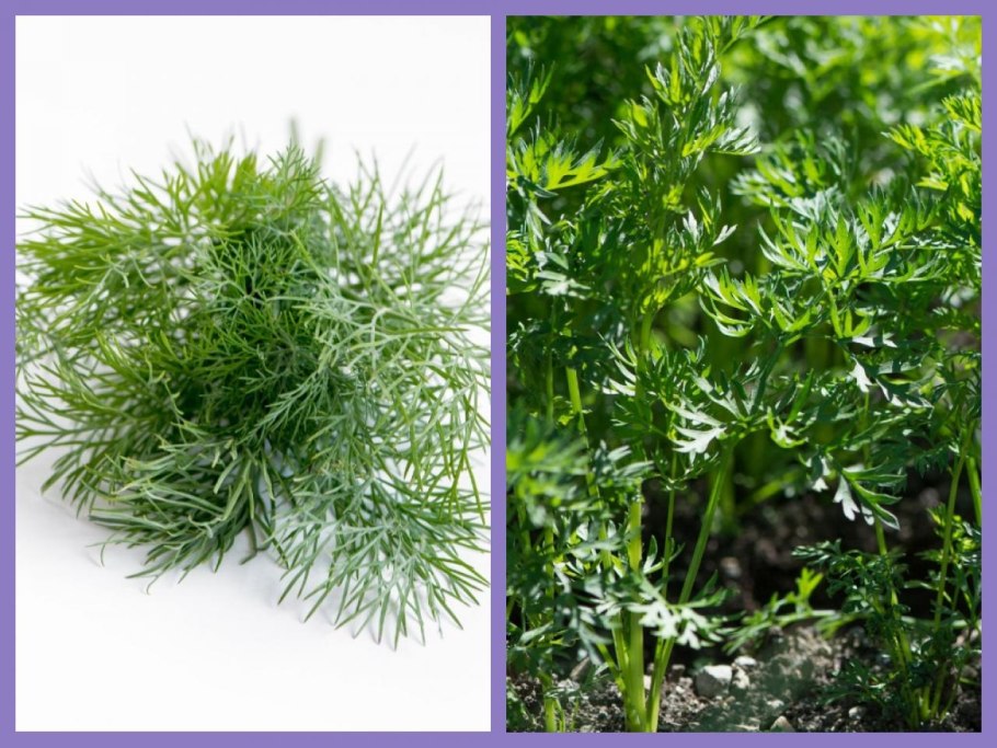 Пучок укропа