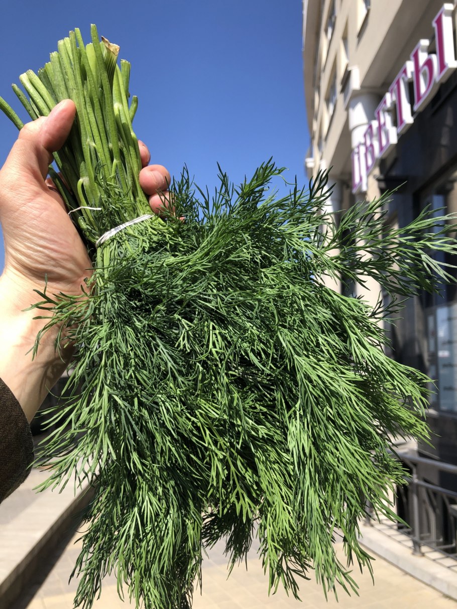 Семена укроп салют