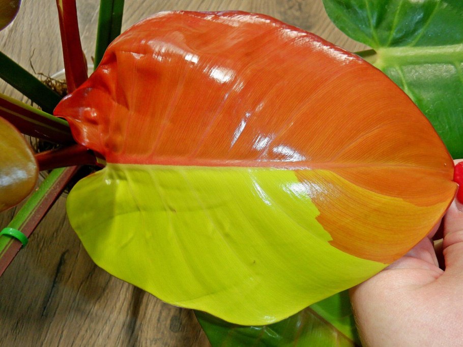 Филодендрон оранж