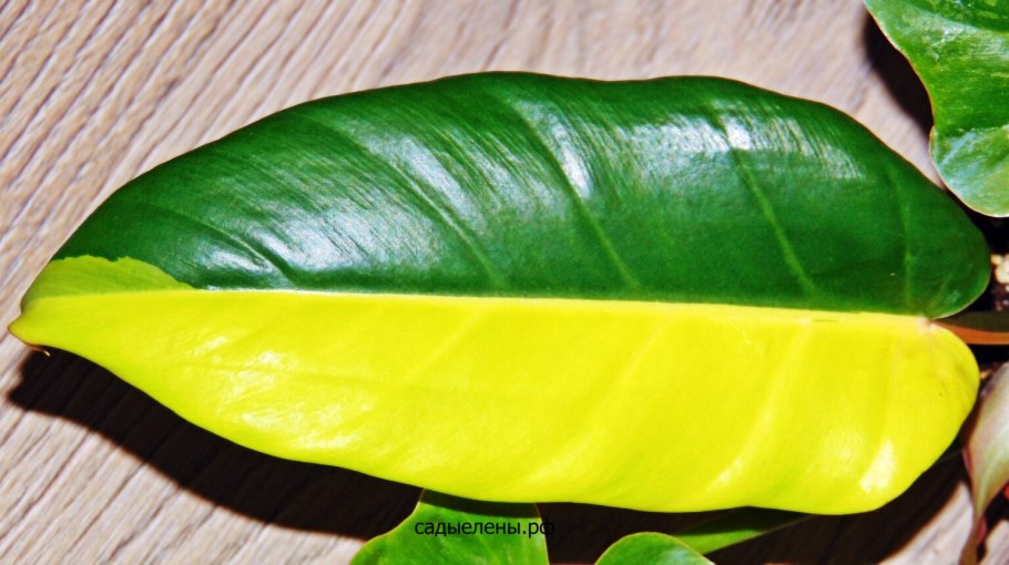 Филодендрон бурле макс вариегатный
