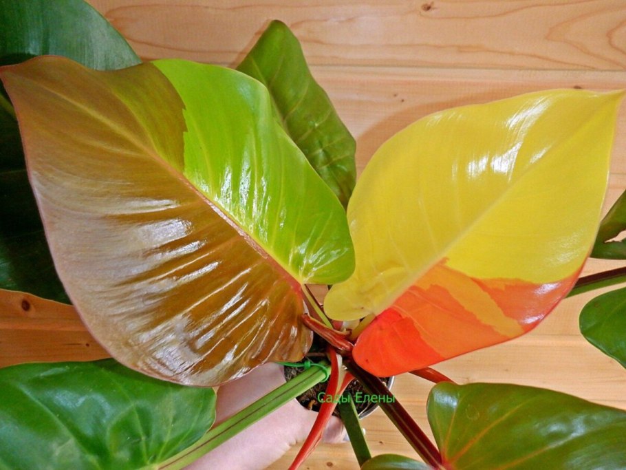 Империал Еллоу Флейм Филодендрон