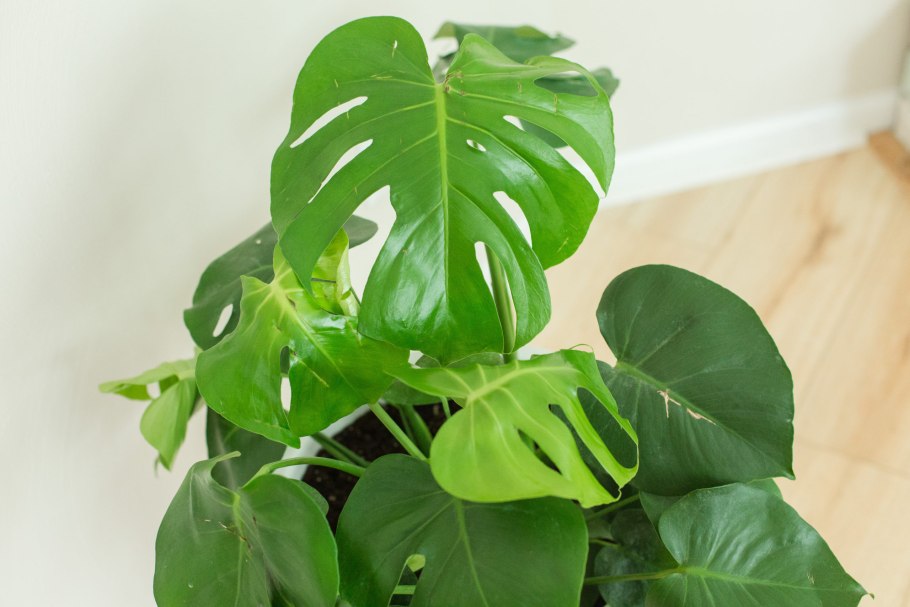 Филодендрон золотой крокодил