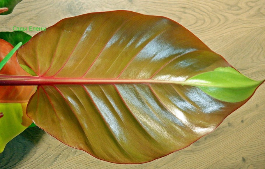 Филодендрон оранж Джус