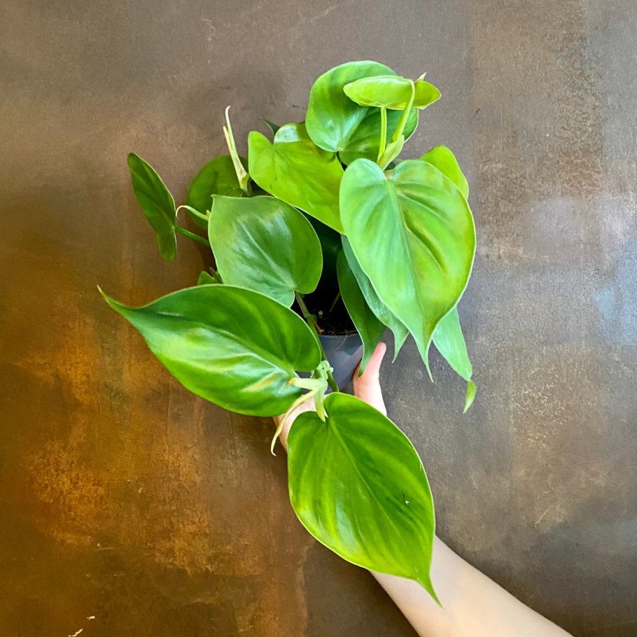 Филодендрон Ксанаду Майк