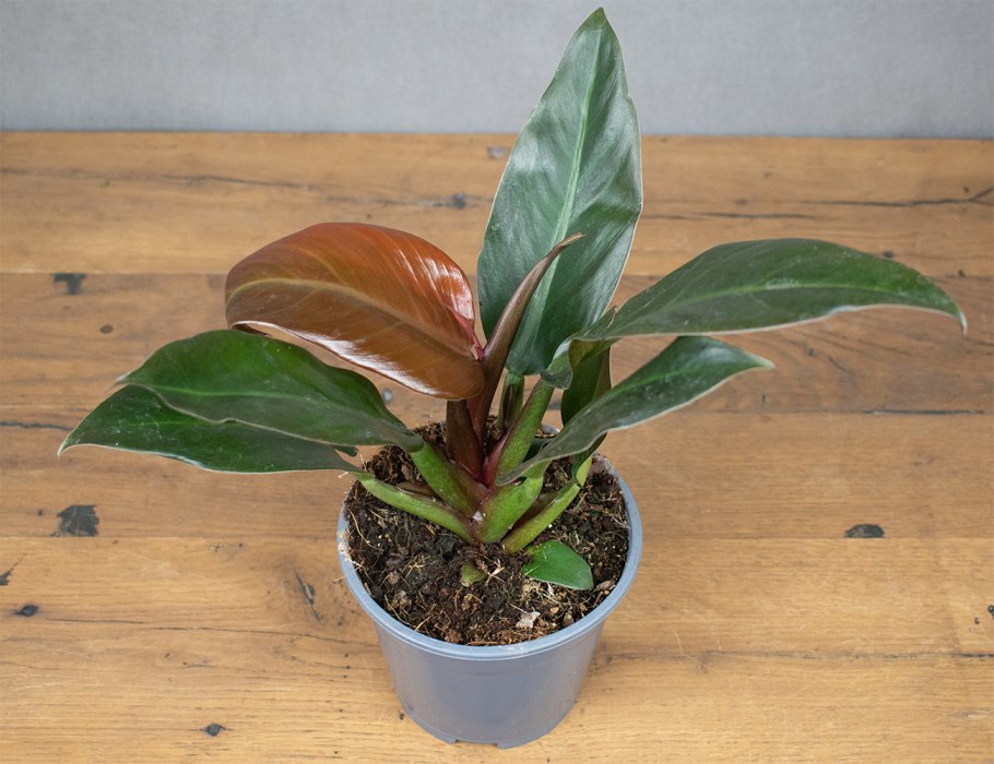 Филодендрон империал ред