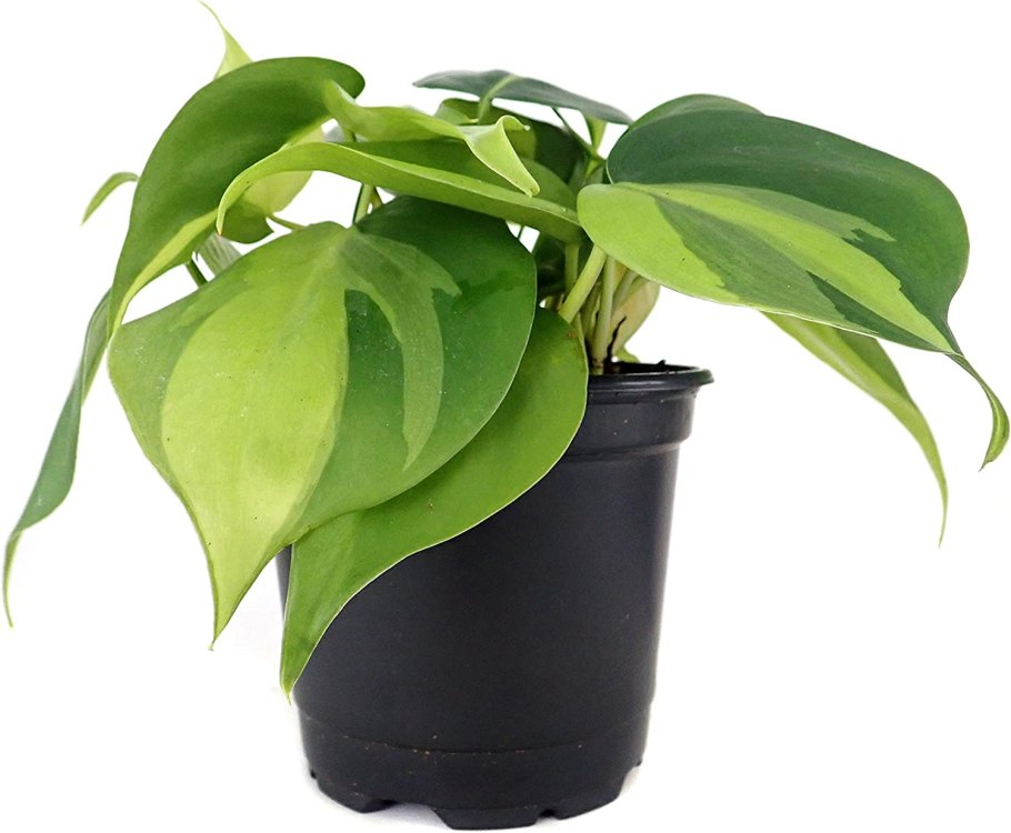 Филодендрон Флорида Грин