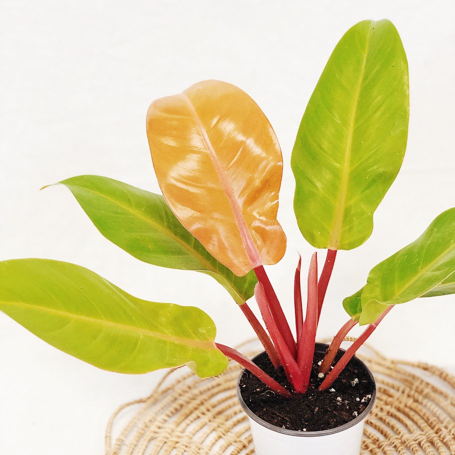 Филодендрон глориозум вариегатный