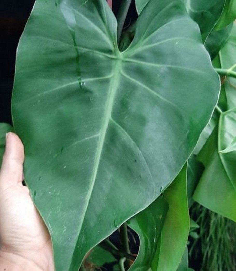 Филодендрон Splendid (melanochrysum +verrucosum) макушка 2000 Чебоксары