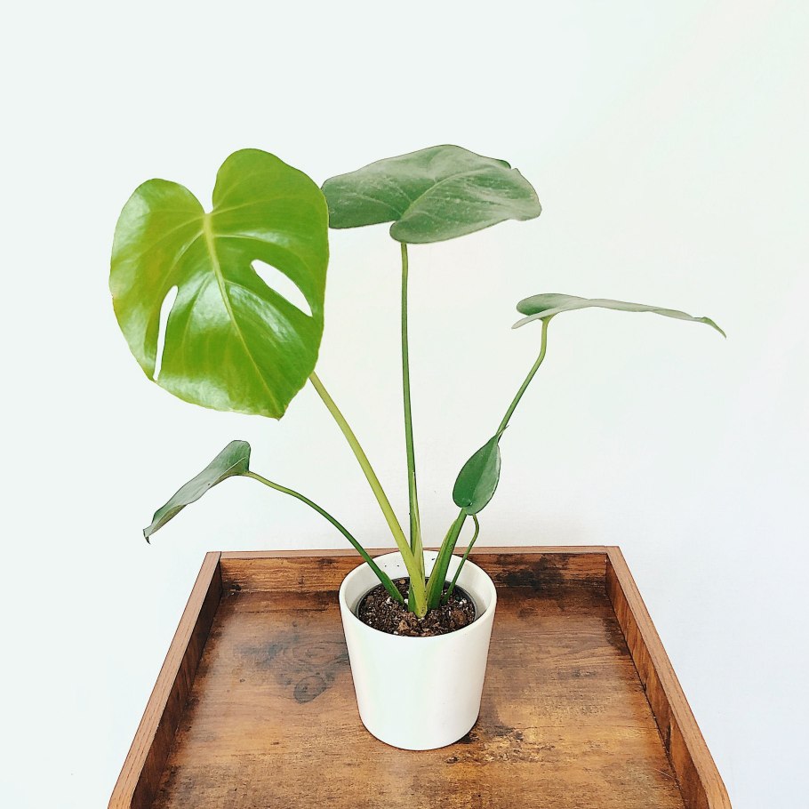 Monstera borsigiana Aurea Marmorata var