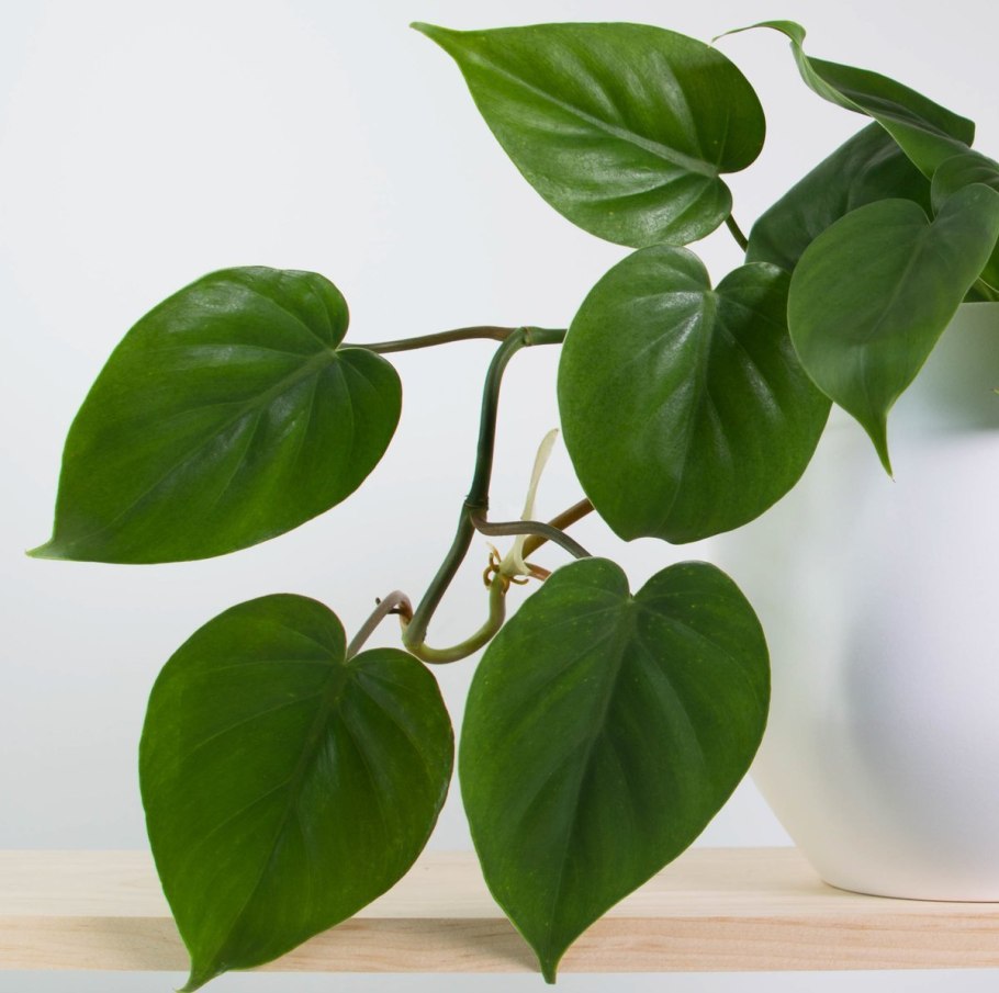 Почему Филодендрон Империал ред опустил листья