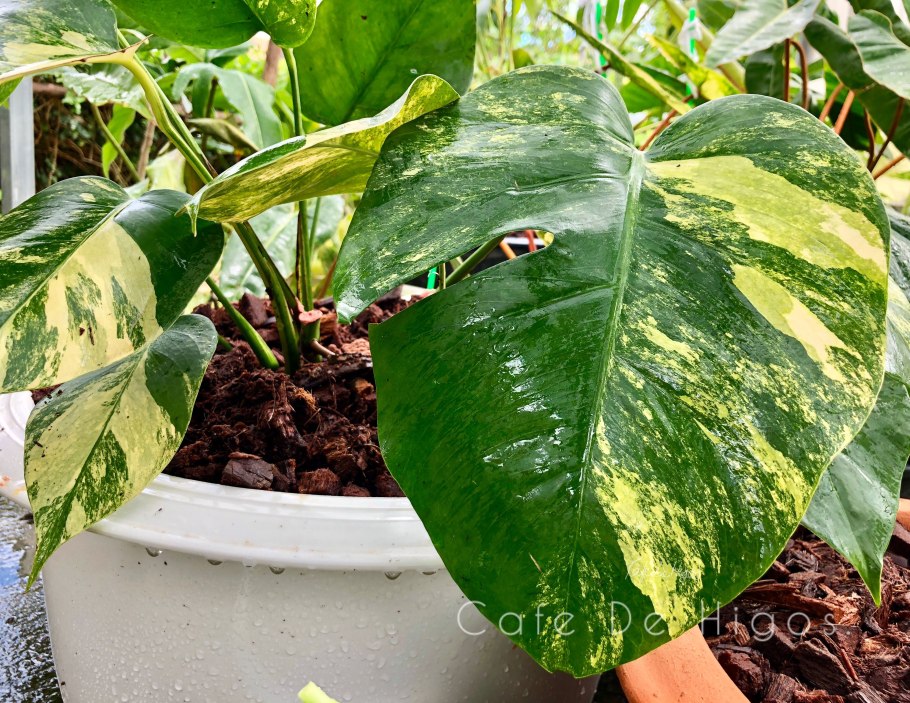 Монстера стандлеяна