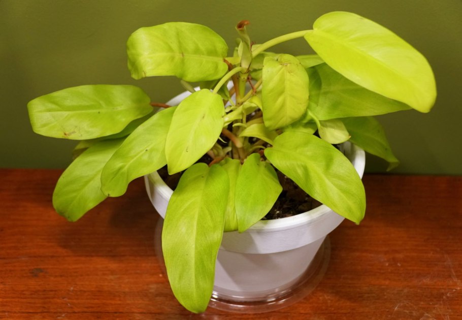 Филодендрон Ксанаду верхушечный черенок