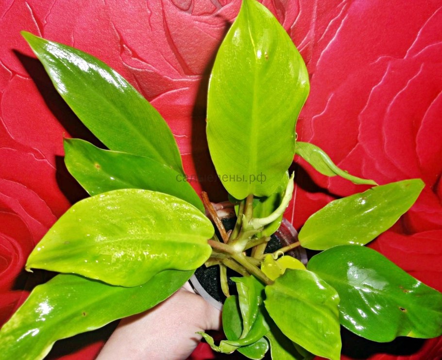 Филодендрон Селло Голд сатин