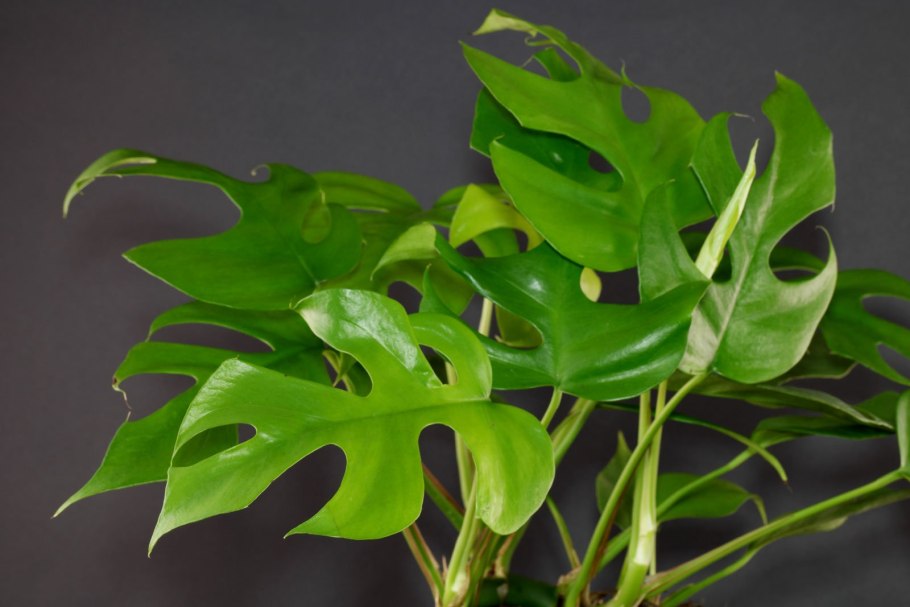 Филодендрон Heart Leaf