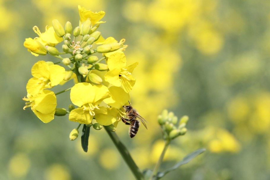Рапс (Brassica napus var. Oleifera)