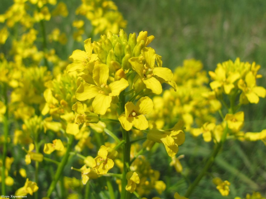 Рыжик крестоцветные