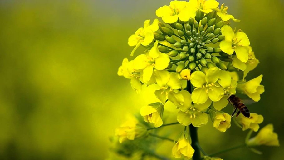 Горчица сарептская листья