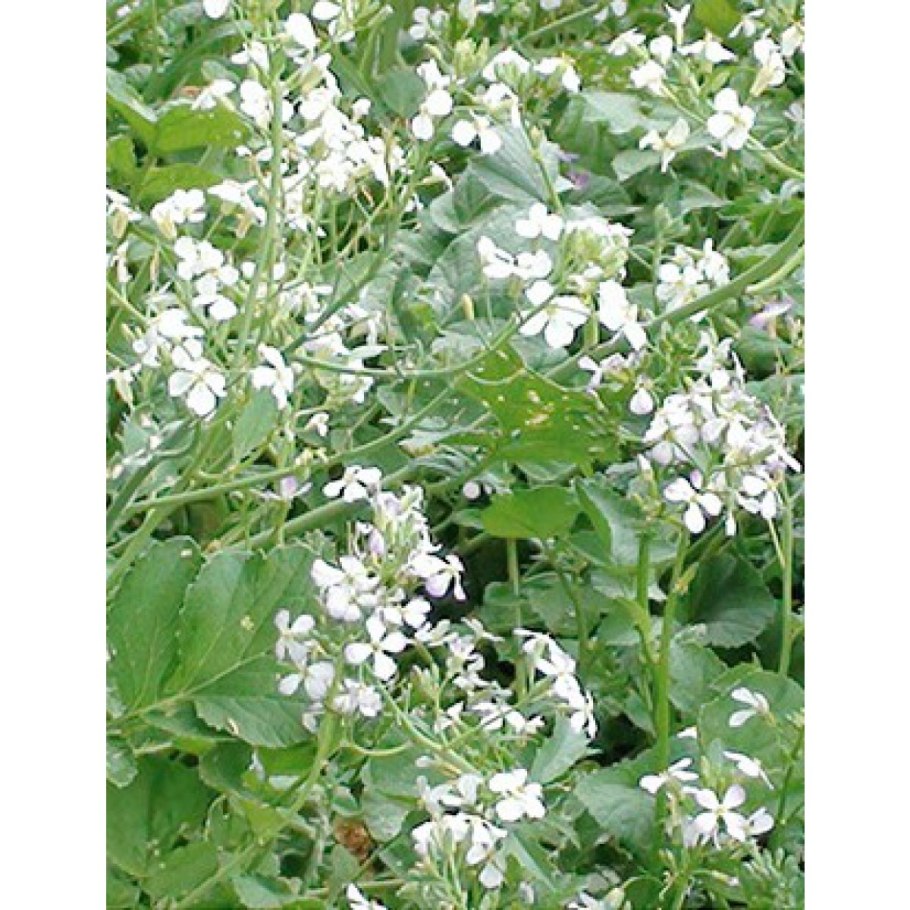 Трава сидерат редька масличная