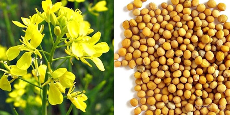 Полезная трава для кроликов