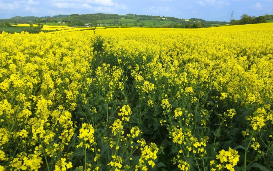 Горчица растение отцвела