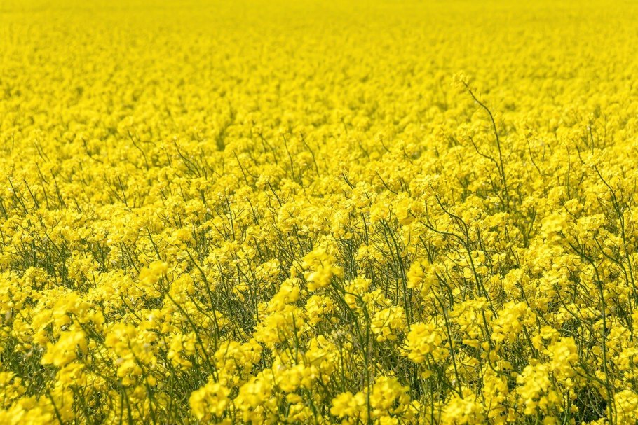 Редька масличная