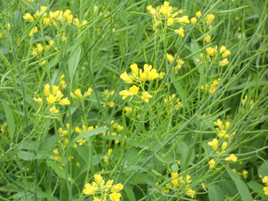 Горчица сарептская сорняк