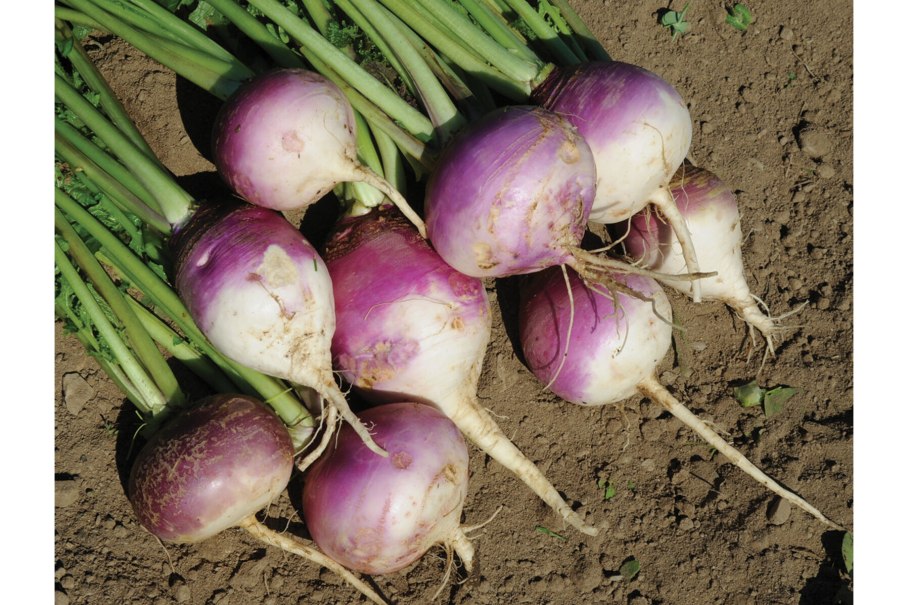 Капуста Огородная Brassica oleracea l