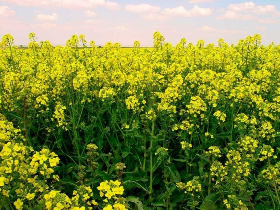 Горчица сарептская (Brassica juncea l.)