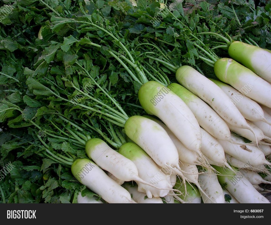 Горчица сизая сарептская