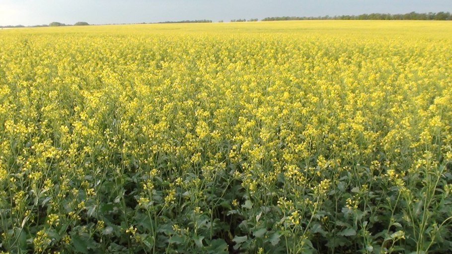 Крестоцветные овощи