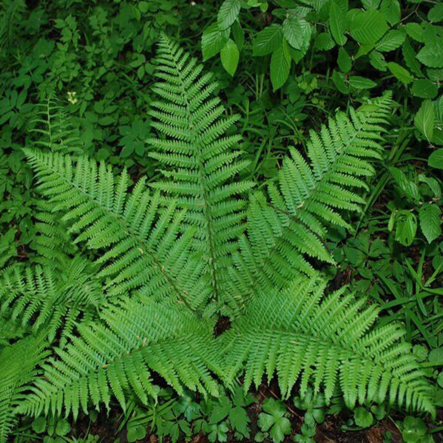 Щитовник Шартрский - dryopteris carthusiana