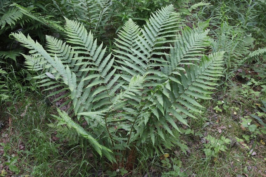 Щитовник гребенчатый - dryopteris cristata