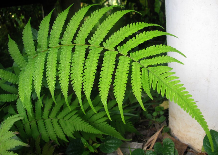 Щитовник Шартрский