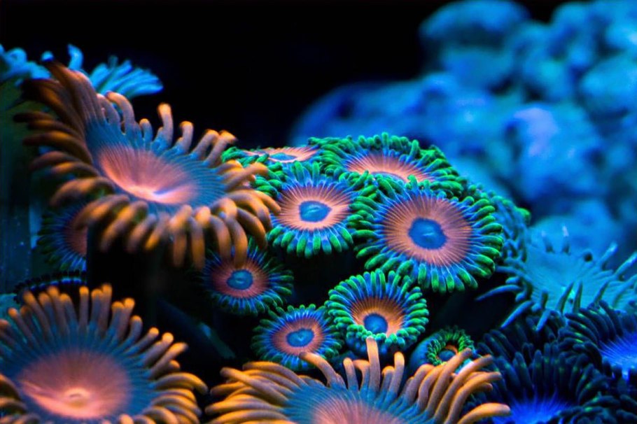 Необычные морские растения