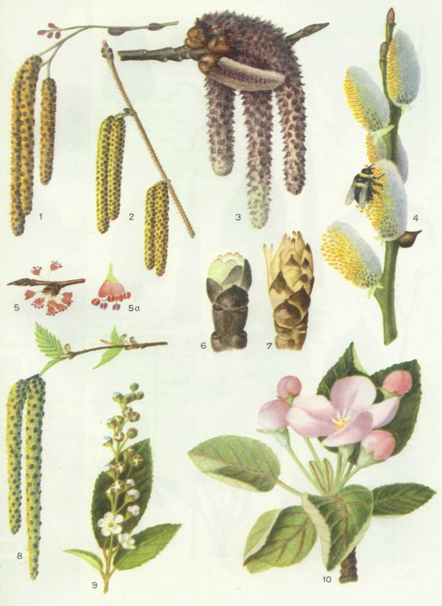 Ольха лещина орешник