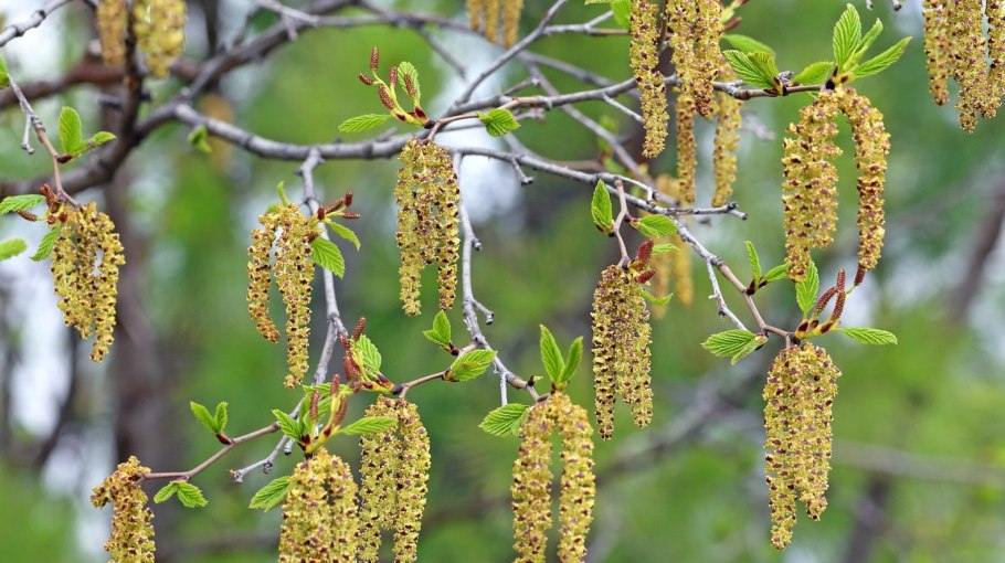 Лещина обыкновенная сережки