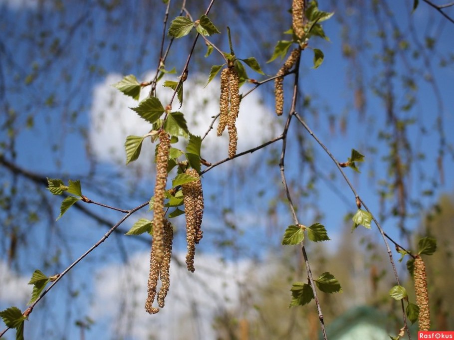 Ольха в Ленинградской области