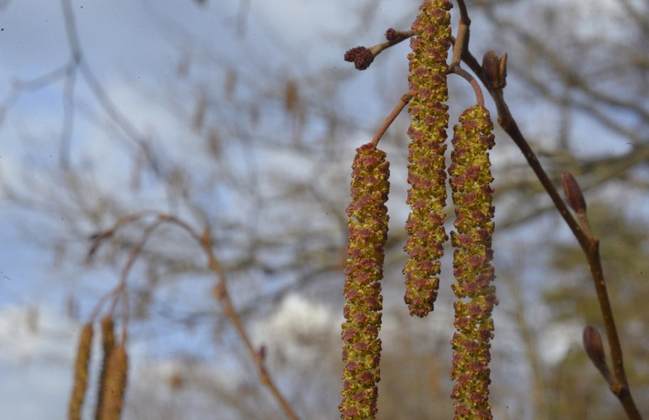 Ива пушистая