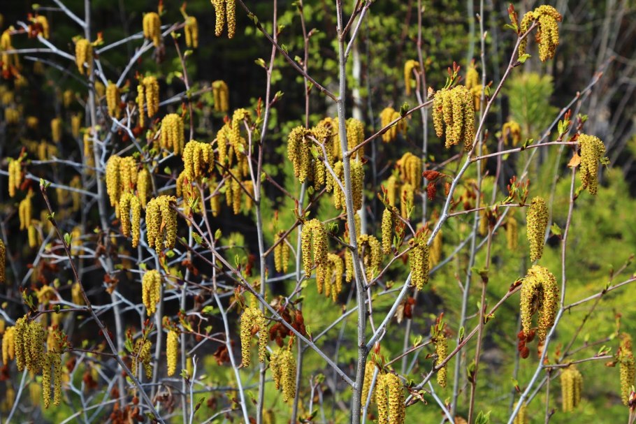Ольха цветет
