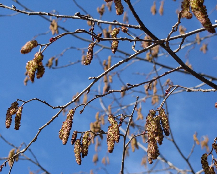 Alnus glutinosa ствол
