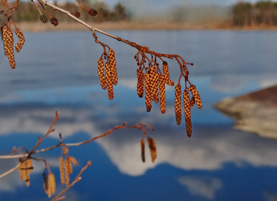 Серёжка Ольховая