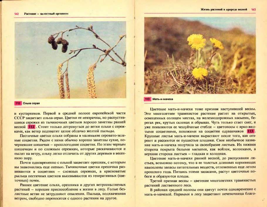 Береза ольха лещина