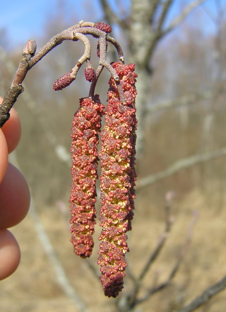 Сережка Ольховая легкая пуховая Весна