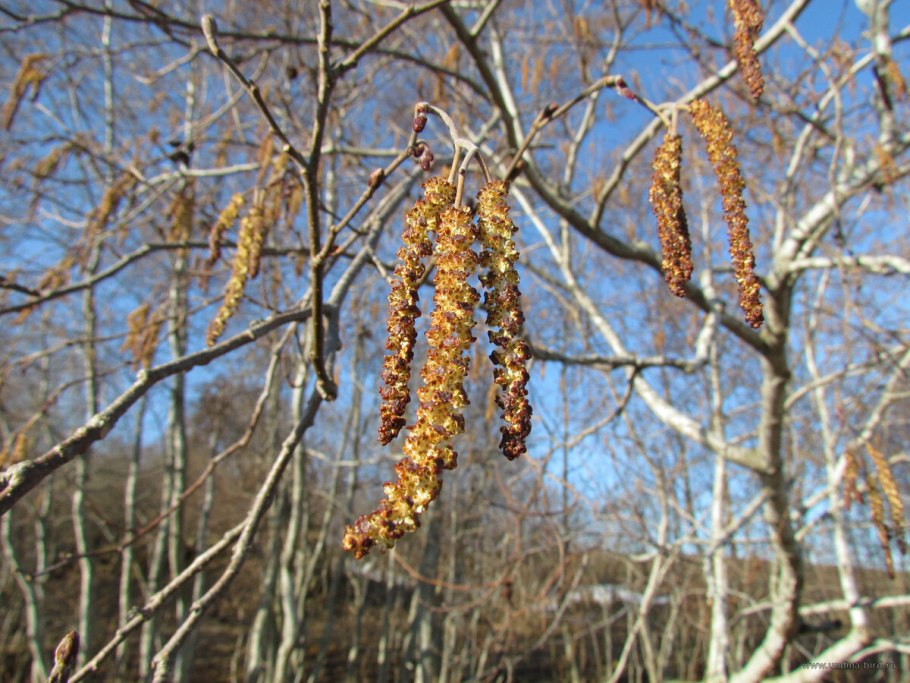 Ольха Alnus acuminata инки